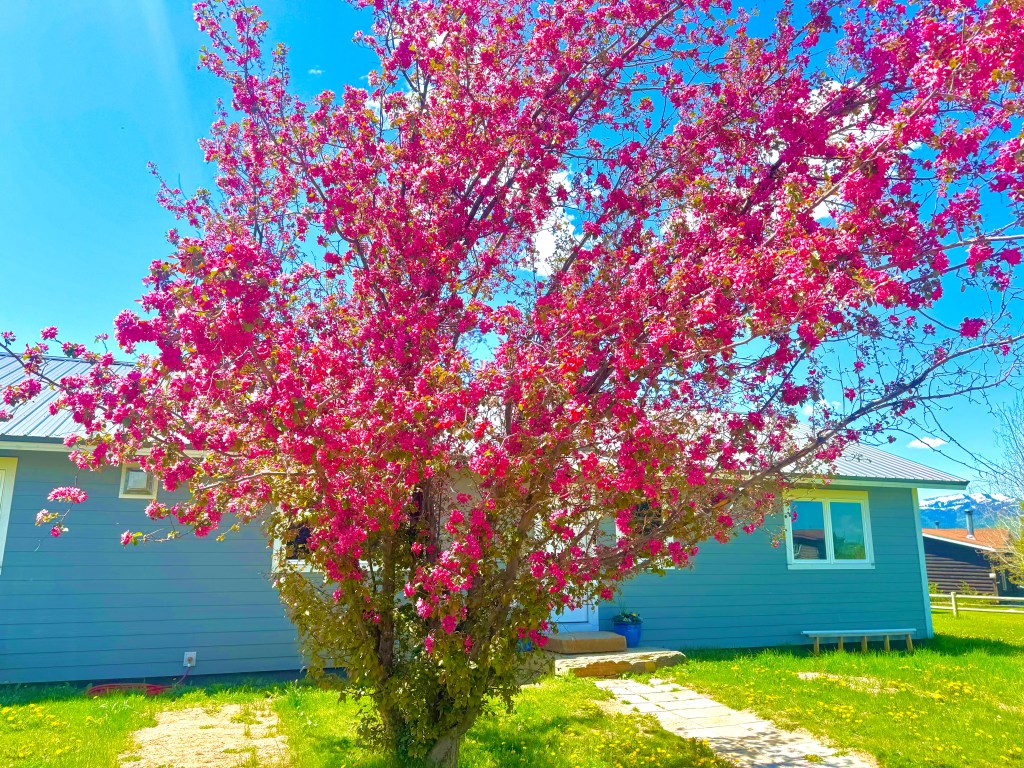 June is Spring in the Tetons